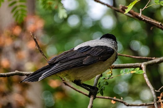 Hooded crow (Corvus cornix) also known as scald-crow or hoodie in Polish park - Warsaw, Poland