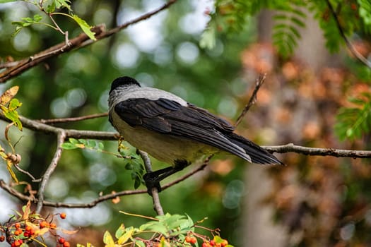 Hooded crow (Corvus cornix) also known as scald-crow or hoodie in Polish park - Warsaw, Poland