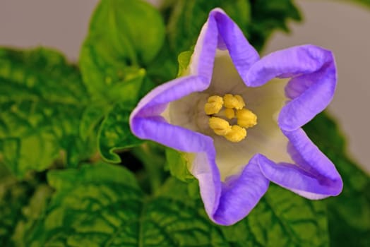 apple-of-Peru with flower in a closeup