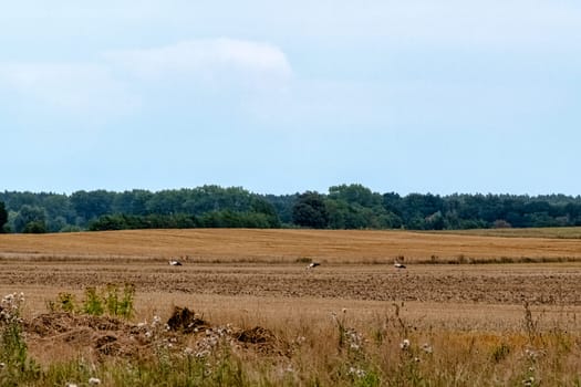 Three white storks (Ciconia ciconia) looking for a diner - Choczewo, Pomerania, Poland