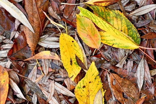 autumnal colored leaves on a street