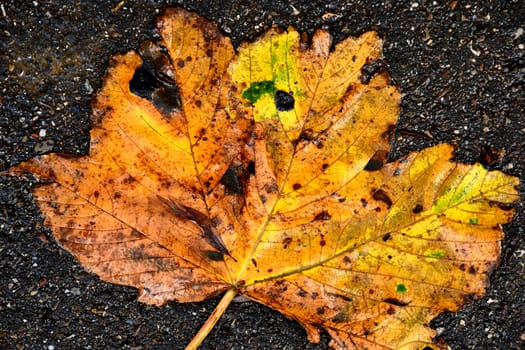 autumnal painted maple leaf on a steet floor