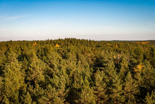 Coniferous pine forest from a bird's eye view against the background of a clear cloudless blue sky.