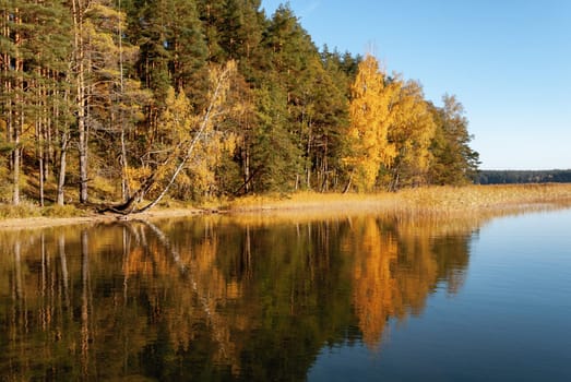 Autumn forest on the shore of Lake Baltieji Lakajai in Labanoras Regional Park, Lithuania, reflected in the water.