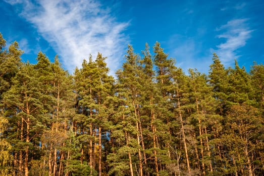 View from below on the tops of pine trees against a blue sky with covers. Natural background
