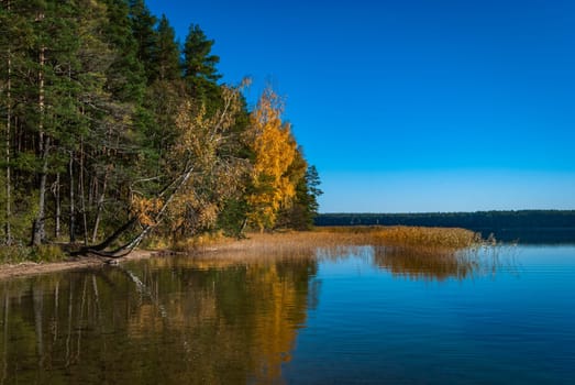 Autumn trees are reflected in the blue surface of Lake Baltieji Lakajai in Labanoras Regional Park, Lithuania.