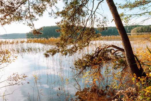 Picturesque landscape of Lake Baltieji Lakajai in Labanoras Regional Park, Lithuania. Trunk and branches of pine, water with reflection of blue sky and clouds, reeds.