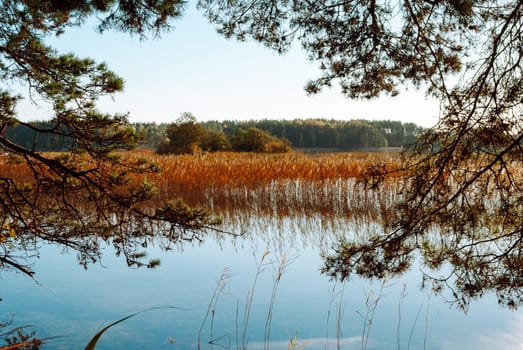 The blue surface of the lake and reeds framed by pine branches on Lake Baltieji Lakajai in Labanoras Regional Park, Lithuania.