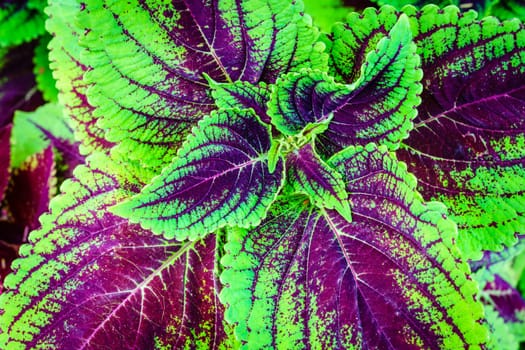 Close-up image of colorful coleus leaves in Arboretum in Lexington, Kentucky