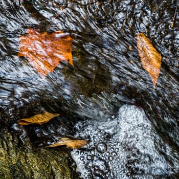 Fallen leaves under water in Raven Creek in Lexington, Kentucky
