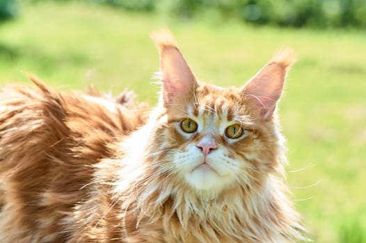 ginger cat looks into the camera close-up, meikun. High quality photo