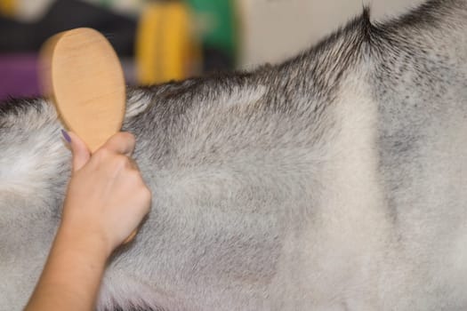 Woman vigorously brushing her dogs hair against the grain. Motion blurred shot