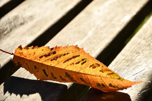 autumnal colored leaf on a park bench