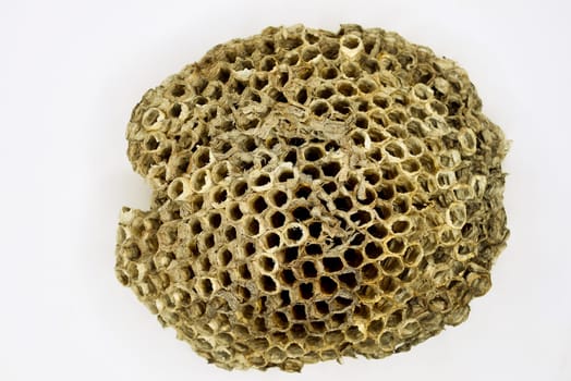 bee honeycomb in a closeup