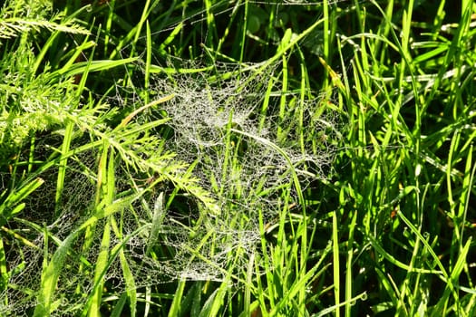 spider in backlit with dew drops