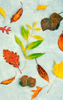 Fallen autumn leaves, herbarium on the plate