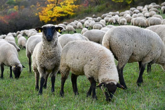 Rhön sheep on the pasture