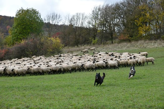 Rhön sheep on the pasture