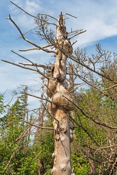 Gnarled Tree Trunk on the Coast along the Bay of Fundy in Nova Scotia