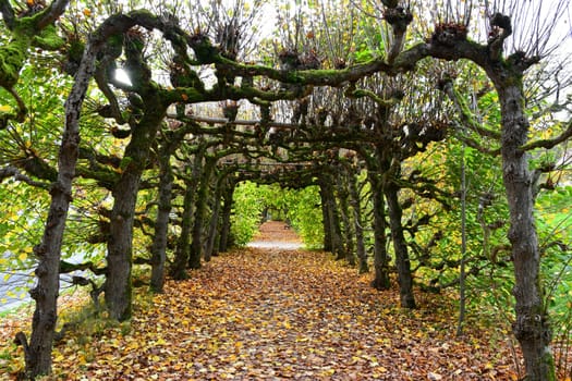 Linden arcarde in the park
