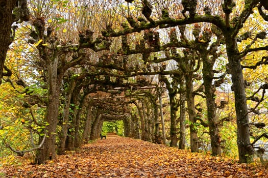 Linden arcarde in the park