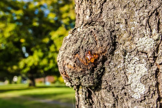 Tree Resin on a Tree Trunk with defocused green background