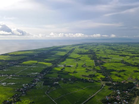 Aerial view over green paddy field near sea coastal