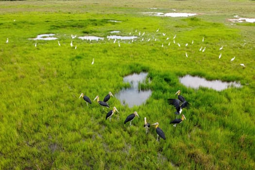 Group of lesser adjutant stork bird and white egret birds rest at green field