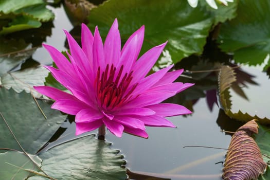 Close up red water lily flower in pond