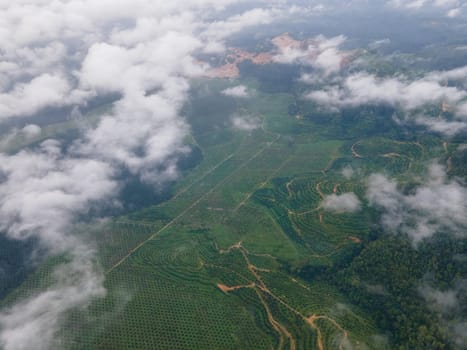 Aerial view young oil palm plantation in low cloud morning