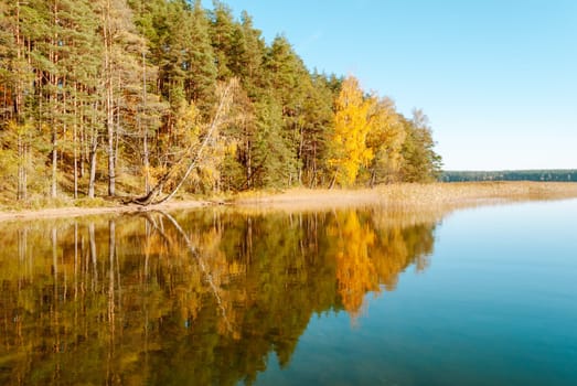 The autumn forest against the background of a bright sky is symmetrically reflected in the water of Lake Baltieji Lakajai in Labanoras Regional Park, Lithuania.