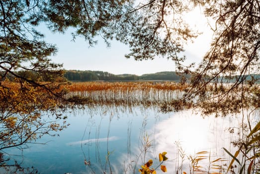 Landscape of Lake Baltieji Lakajai in Labanoras Regional Park, Lithuania. Pine branches frame the turquoise water of the lake and the reeds growing in it.