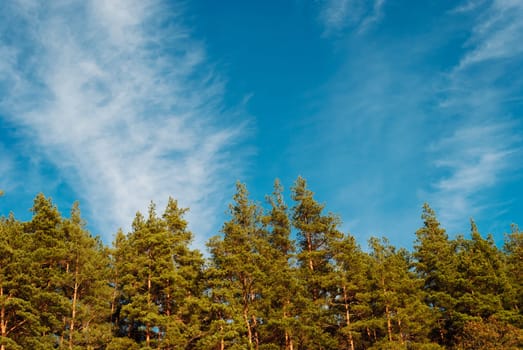 Blue sky and white clouds over the crowns of pine trees. A vaulted space for text and design