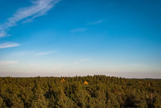 The tops of coniferous trees against a blue sky with sparse clouds from a bird's eye view.