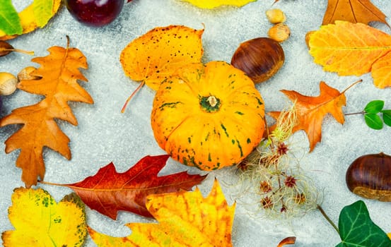 Fallen autumn leaves, herbarium. Colorful autumn leaves
