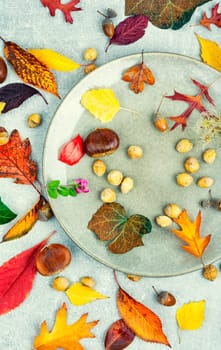 Fallen autumn leaves, herbarium. Colorful autumn leaves