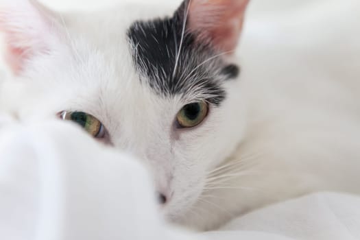 Beautiful spotted black and white young cat. He looks straight into the camera