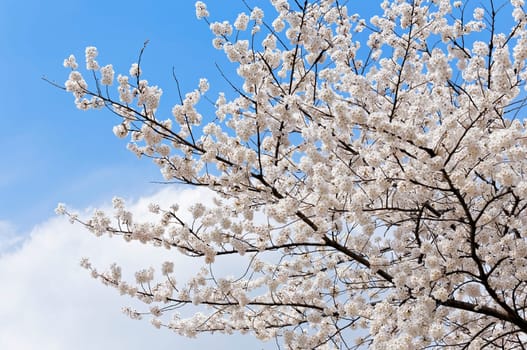 Branches of blooming apple tree with many flowers over blue sky