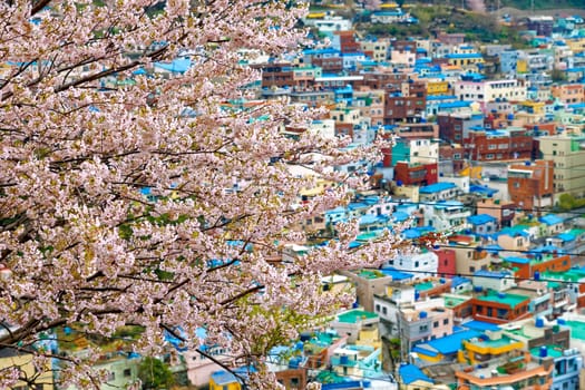 Sakura tree at Gamcheon Culture Village, Busan, South Korea.