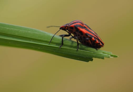 Striped bug