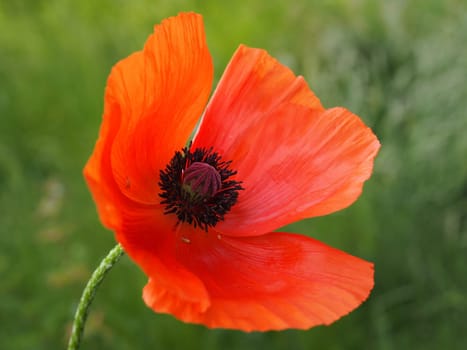 Poppy