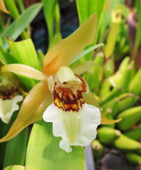 Paphiopedilium gratrixiantum a very beutiful orchid live almost in Laos and v.Vietnam