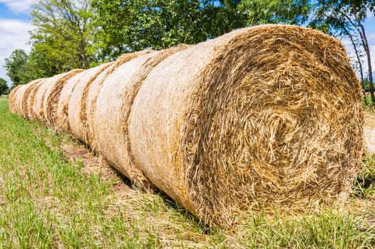 Hay bales in line drying in the sun
