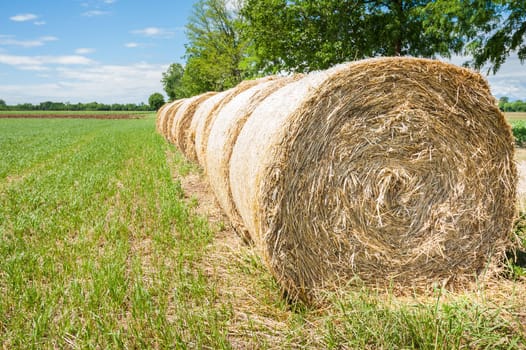 Hay bales in line drying in the sun