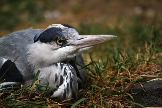 Grey heron