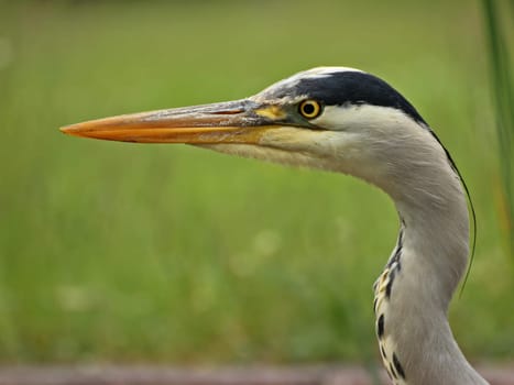 Portrait of a grey heron (Ardea cinerea)