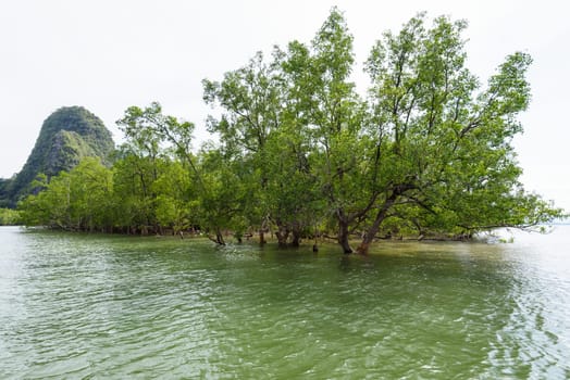 Avicennia officinalis is a tree species of mangrove depend on water at sea in Phang Nga Bay or Ao Phang Nga National Park, Thailand