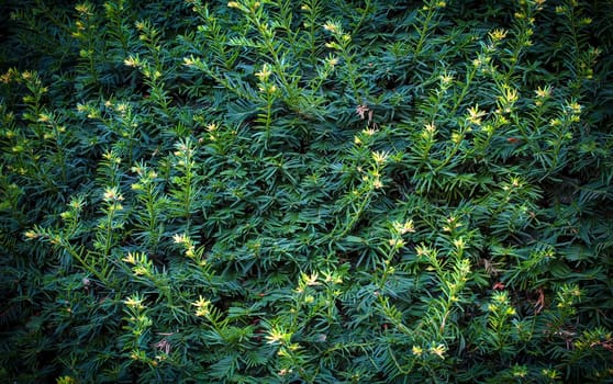 The natural green wallpaper and background. nature wall.