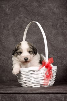 Cute sheperd puppy or lovely dog pet is sitting in the basket on gray background.