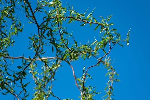 Branches of the weeping willow with small green leaves